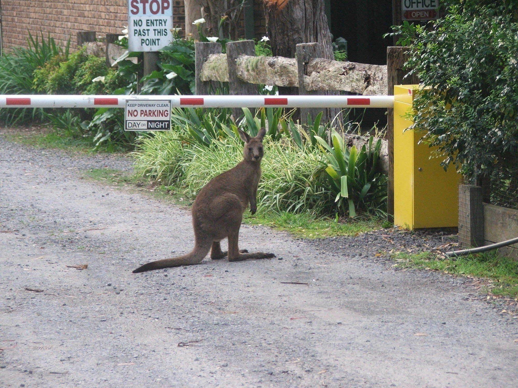 Jervis Bay Cabins & Hidden Creek Campsite Woollamia Exterior photo